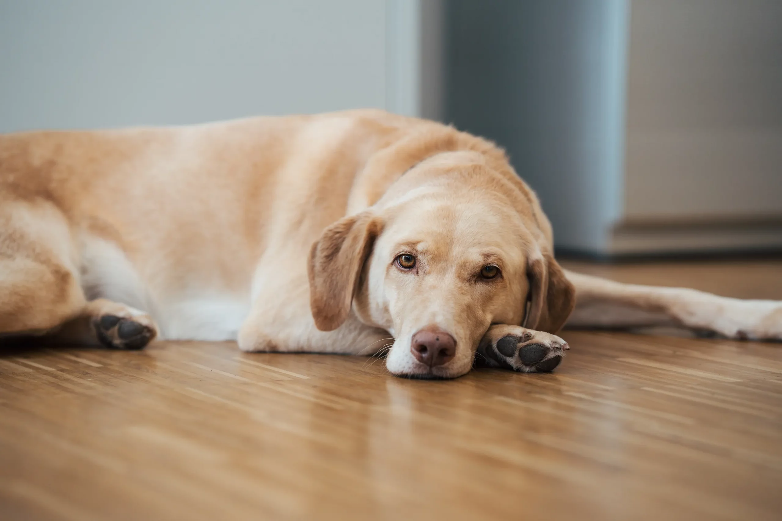 Brownie, Bürohund – Architekturbüro Darmstadt